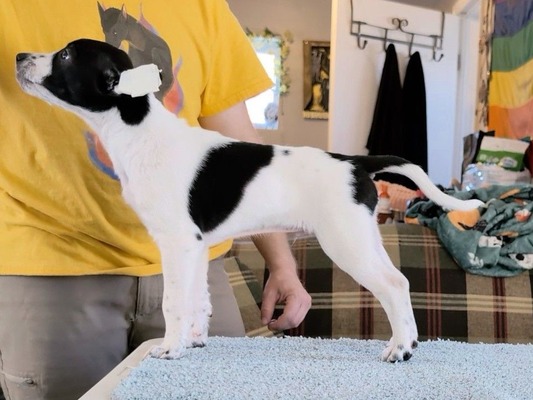 SoXo’s Patrón El Caballero Cubierto (Patrón)