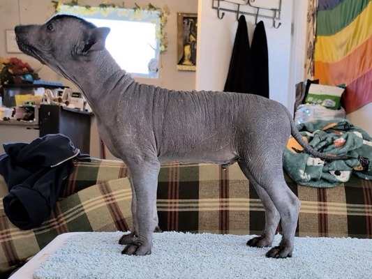 SoXo's Call Me A Biscuit (Mantequilla)