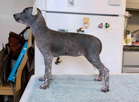 SoXo's Sacred Flame at Harbinger (Hildegard)