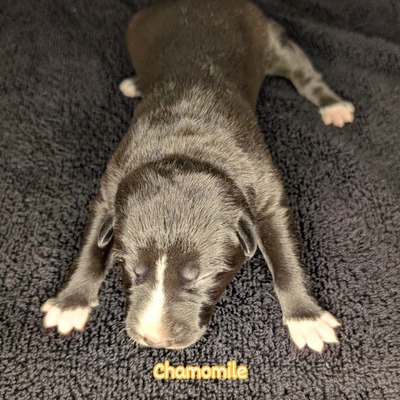 Chamomile