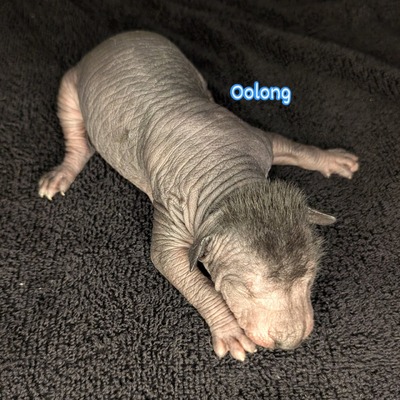 Oolong