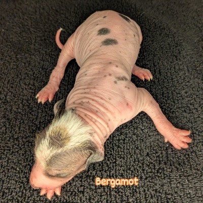 Bergamot
