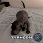 SoXo's Typhoon