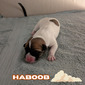 SoXo's Haboob